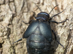 Meloe decorus