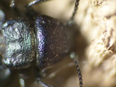 Meloe decorus