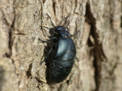 Meloe decorus