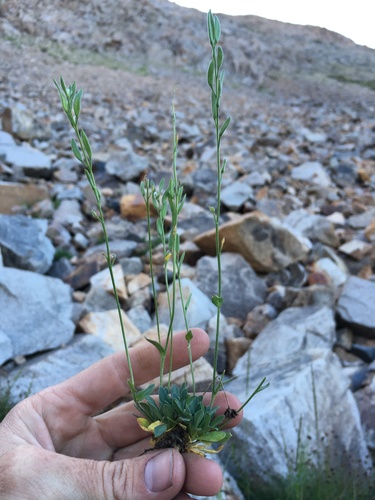 Image of Draba praealta by (c) Martin Purdy, some rights reserved (CC BY)