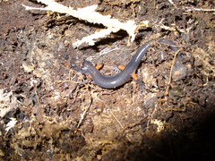 Plethodon shermani