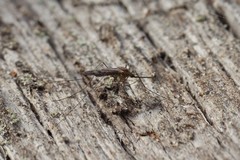 Anopheles freeborni