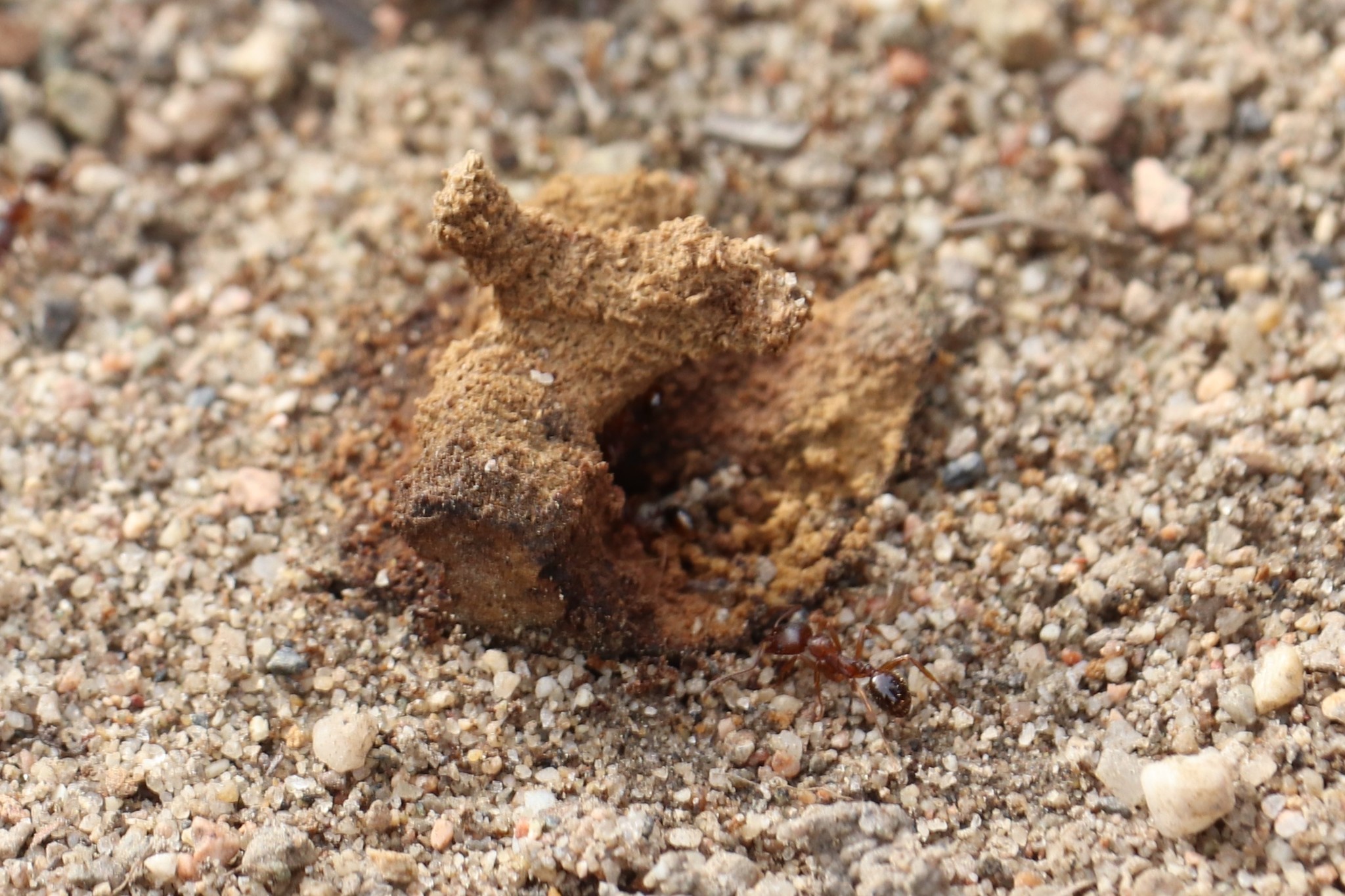 Aphaenogaster occidentalis