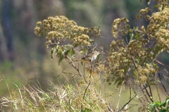 Cisticola natalensis