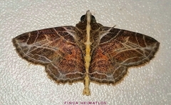 Dolichosomastis leucogrammica