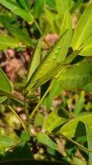 Adurgoa gonagra
