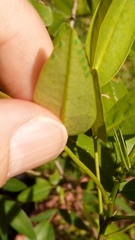 Adurgoa gonagra