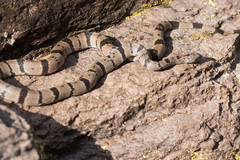 Lampropeltis alterna