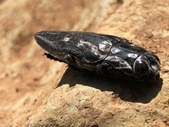 Chalcophora mexicana