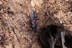 Eremocoris semicinctus