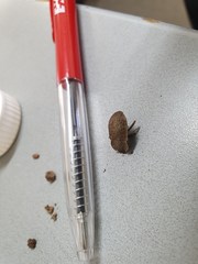 Mitua tuberculicostata