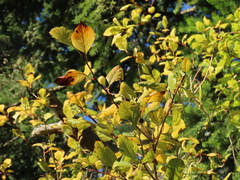 Crataegus gaylussacia