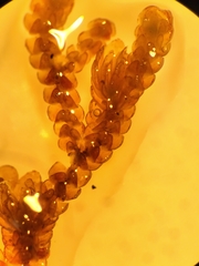 Frullania incumbens
