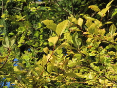 Crataegus gaylussacia