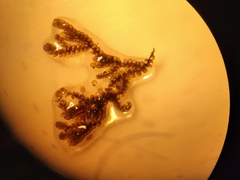 Frullania incumbens