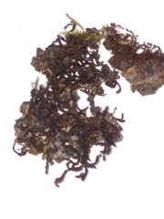 Frullania incumbens