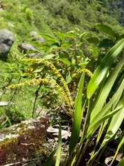 Pleurothallis antennifera