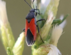 Melanopleurus belfragei