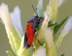 Melanopleurus belfragei