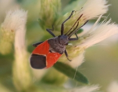 Melanopleurus belfragei