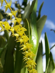 Pleurothallis antennifera