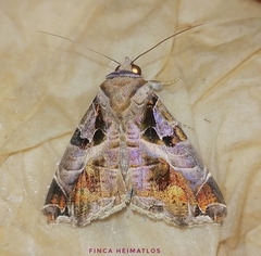 Calyptis