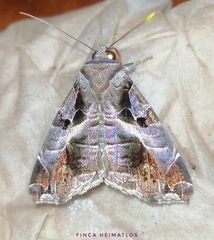Calyptis