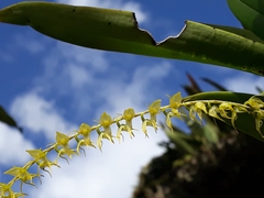 Pleurothallis antennifera
