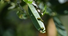 Adurgoa gonagra