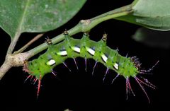 Procitheronia fenestrata