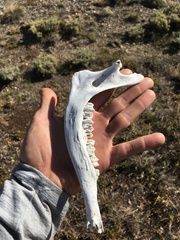 Odocoileus hemionus californicus