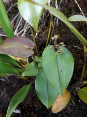 Pleurothallis canaligera