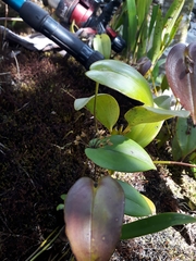 Pleurothallis canaligera