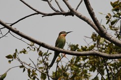 Merops superciliosus