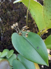 Pleurothallis canaligera
