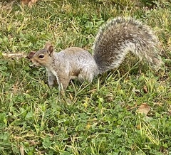 Sciurus carolinensis