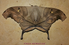 Dysdaemonia australoboreas