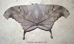 Dysdaemonia australoboreas