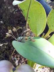 Pleurothallis canaligera