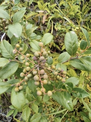 Vaccinium bracteatum