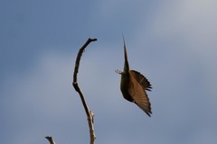 Merops superciliosus