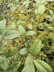 Vaccinium bracteatum