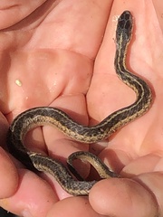 Thamnophis sirtalis