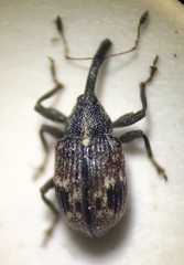 Anthonomus signatus