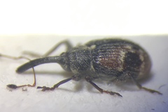 Anthonomus signatus