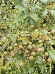 Vaccinium bracteatum