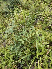 Vaccinium bracteatum