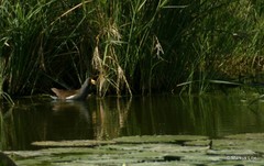 Paragallinula angulata