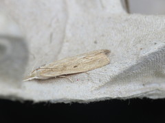 Calamotropha paludella