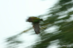 Poicephalus fuscicollis suahelicus